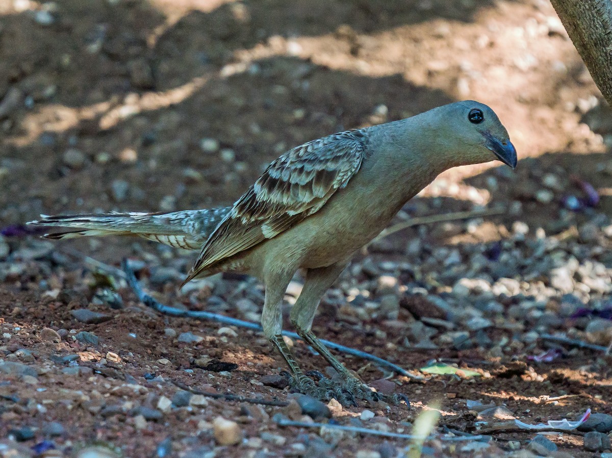 Great Bowerbird - ML611113491