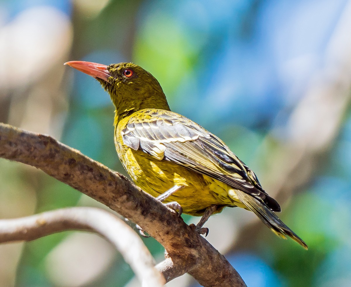 Green Oriole - ML611113499