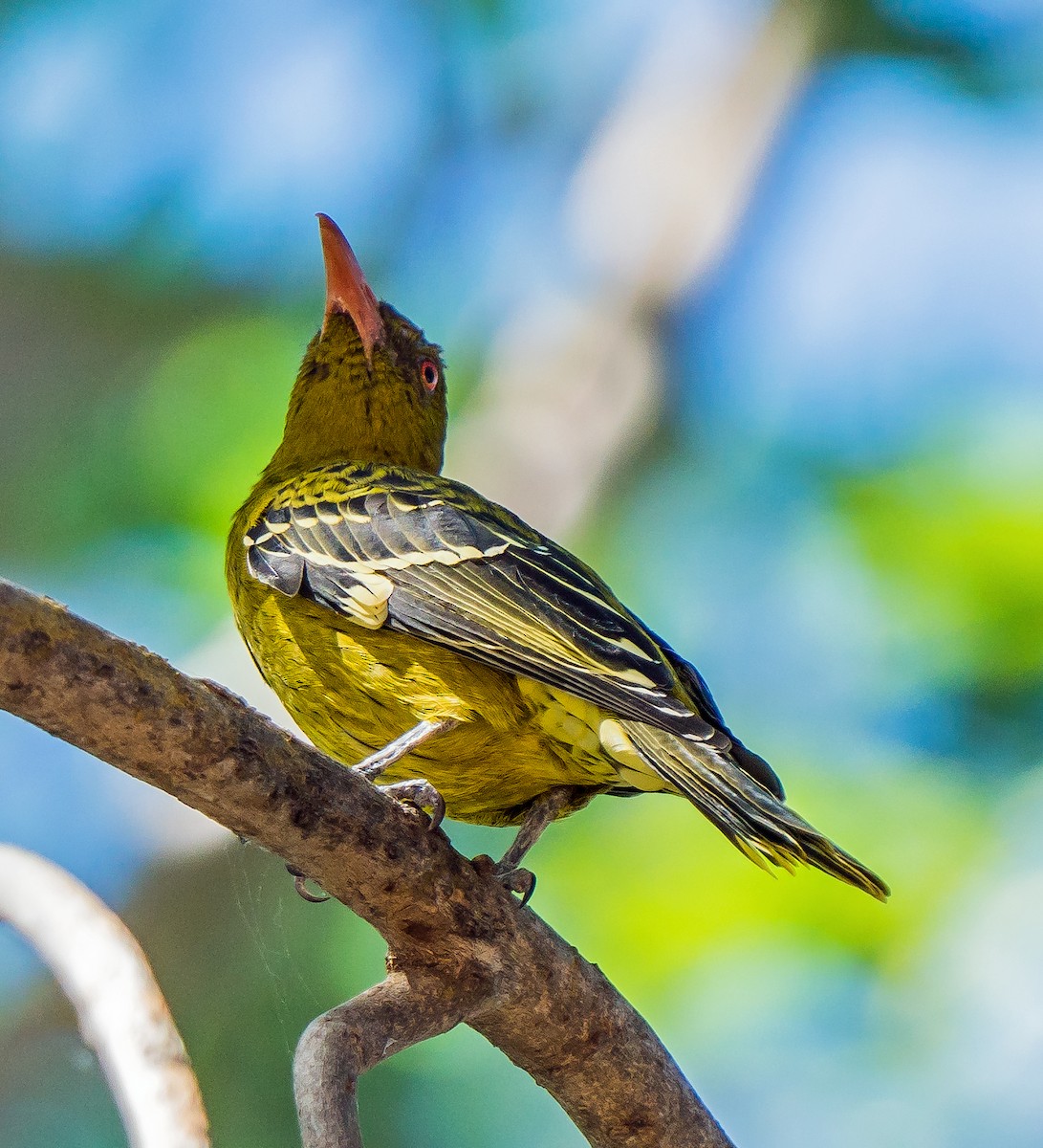 Green Oriole - ML611113500