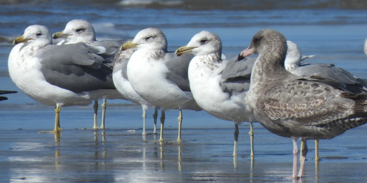 California Gull - ML611113501