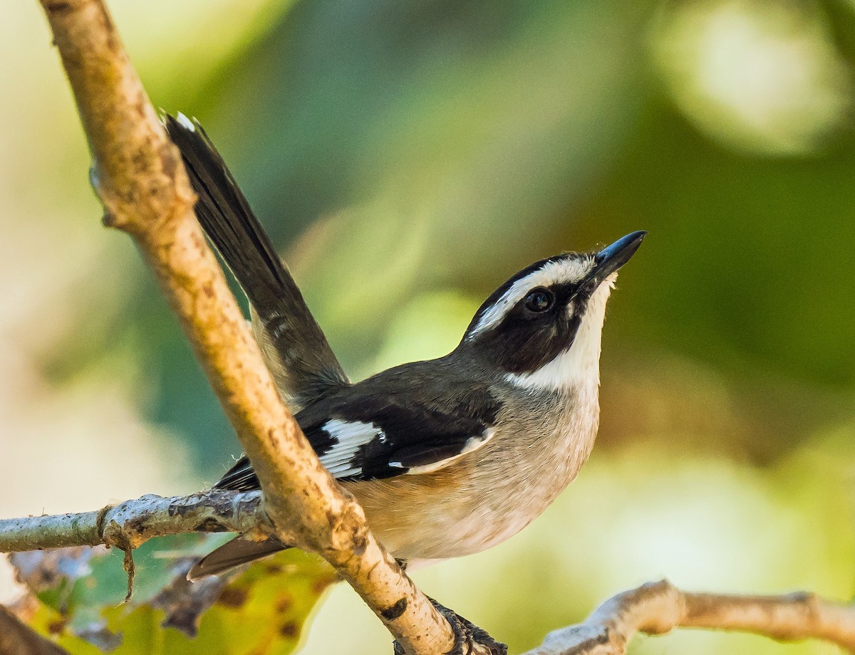 Buff-sided Robin - ML611113506