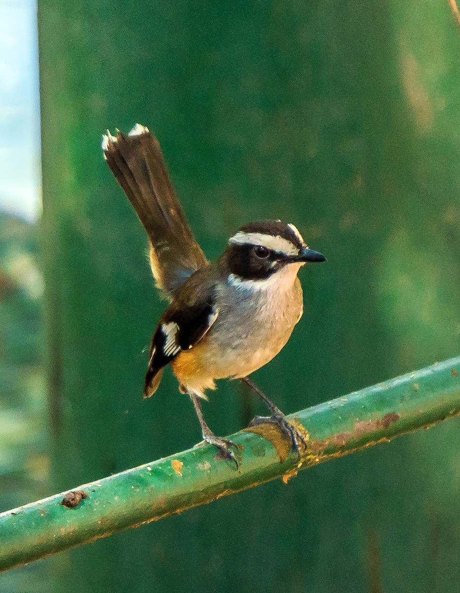 Buff-sided Robin - ML611113507