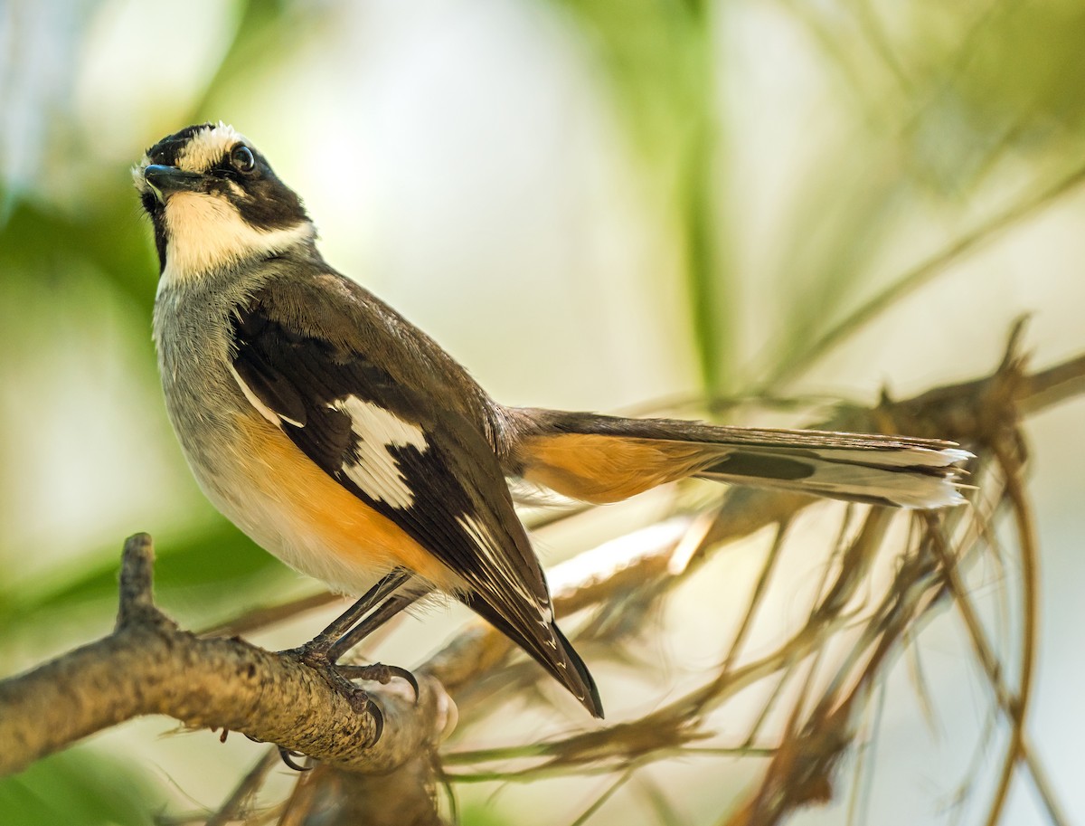 Buff-sided Robin - Russell Scott