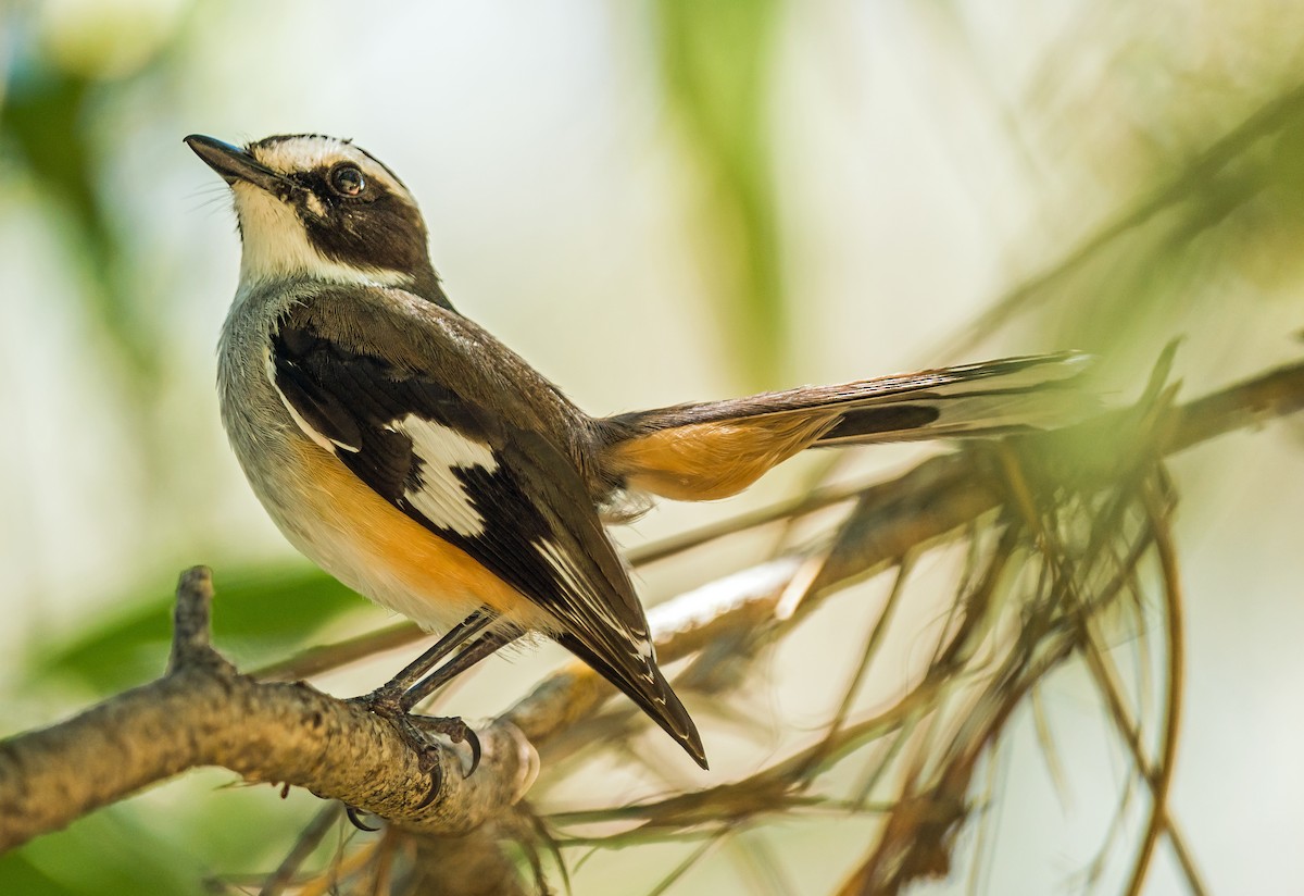 Buff-sided Robin - ML611113509