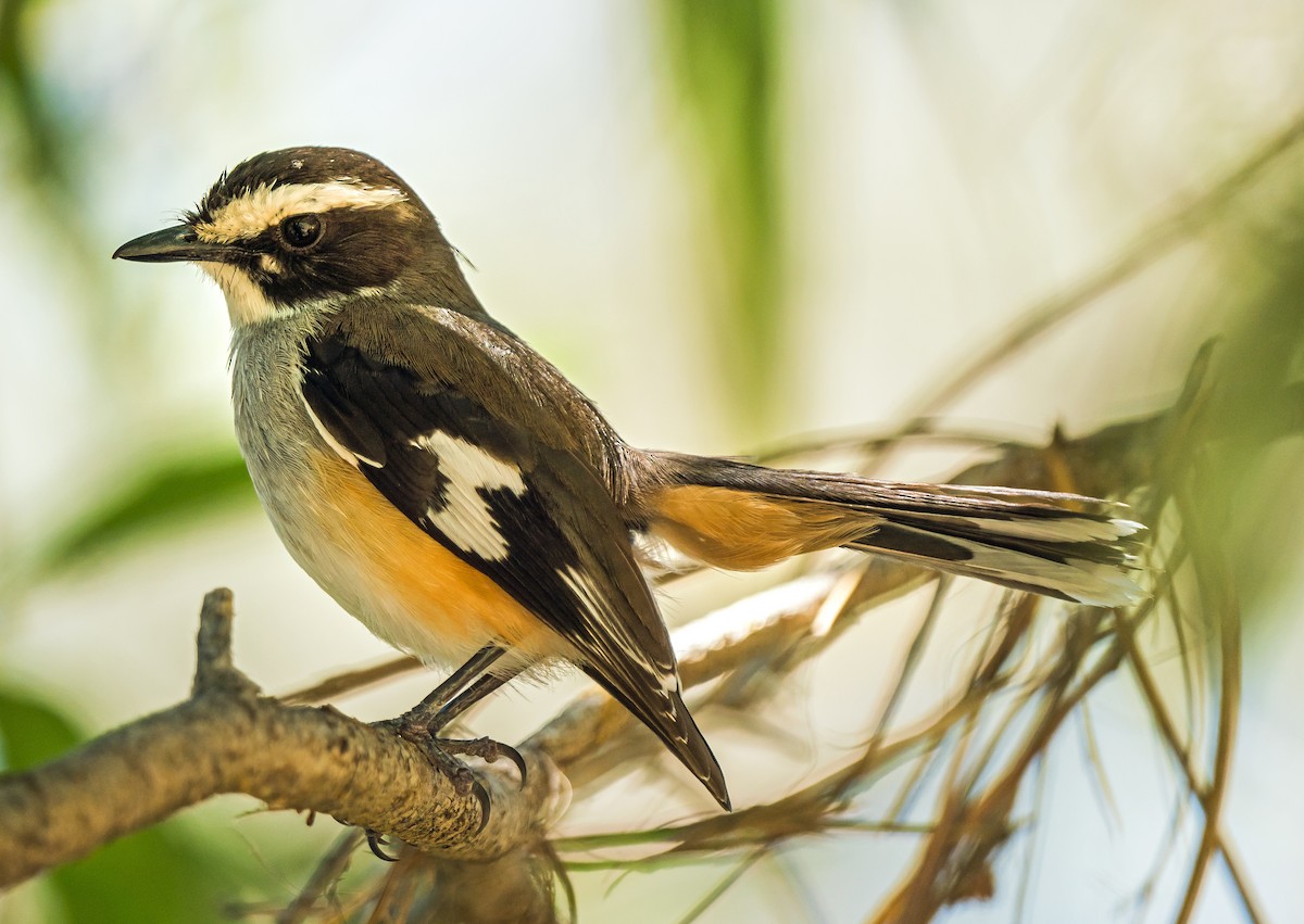 Buff-sided Robin - ML611113510