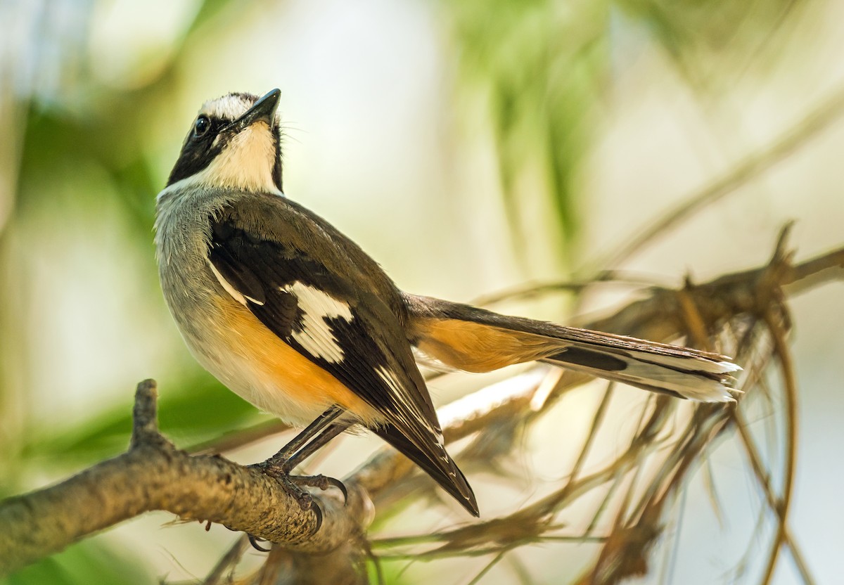 Buff-sided Robin - Russell Scott