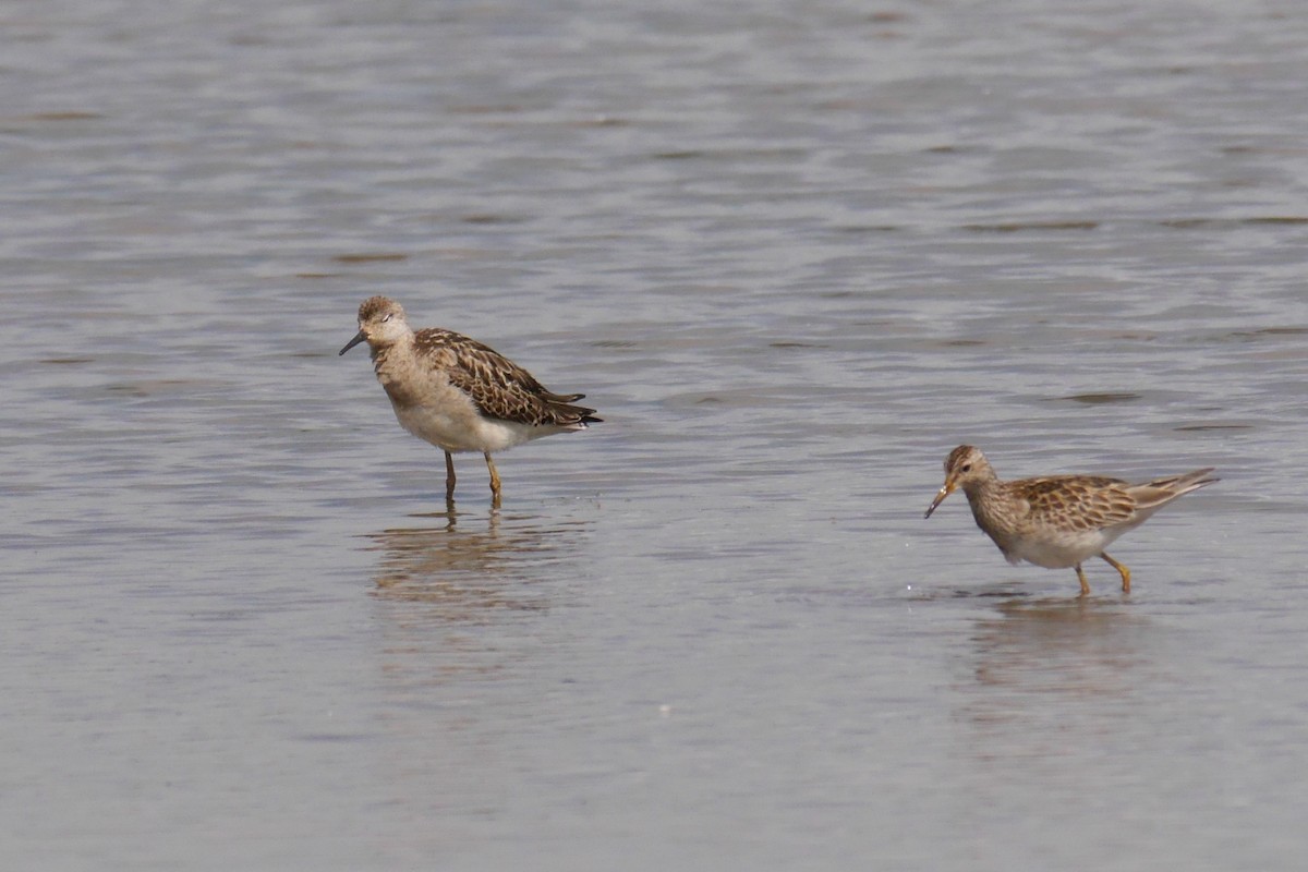 Graubrust-Strandläufer - ML611113515