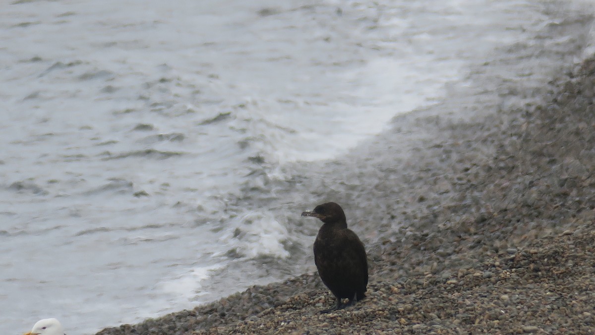 Cormorán Biguá - ML611113542