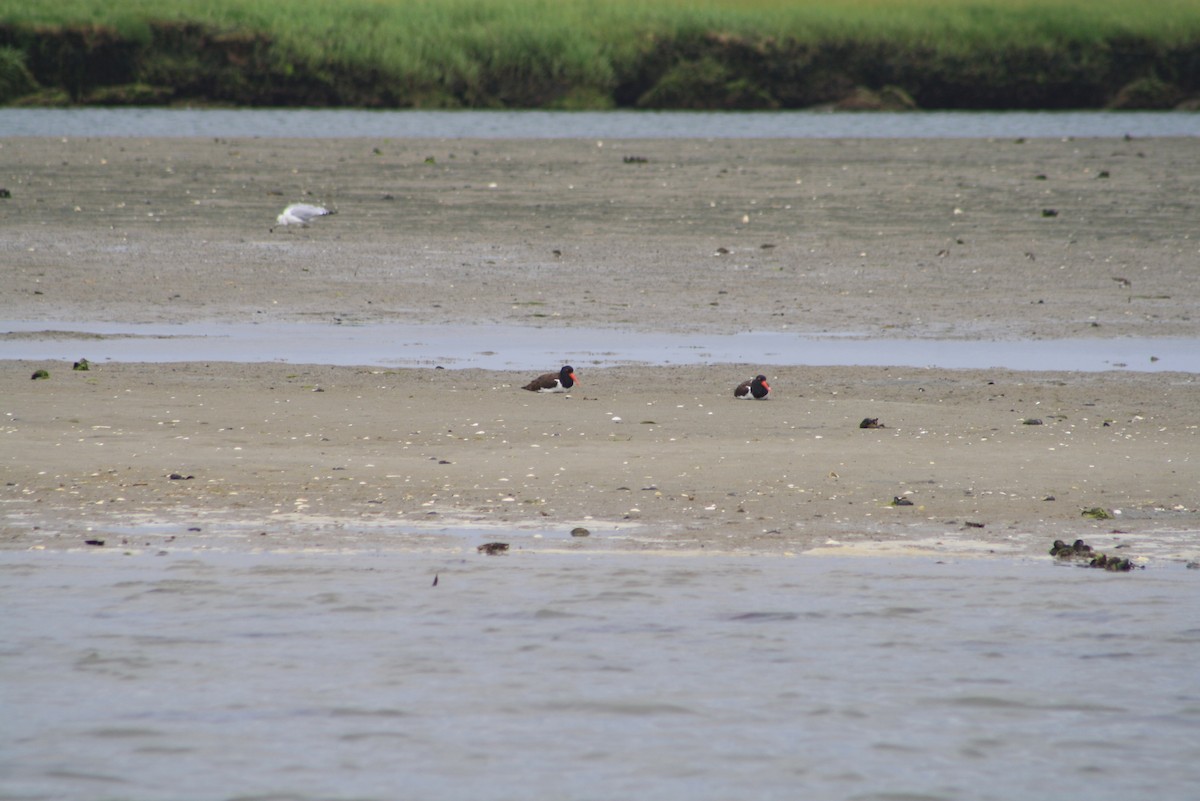 American Oystercatcher - ML611113586