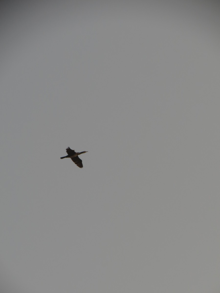 Indian Cormorant - ML611113662