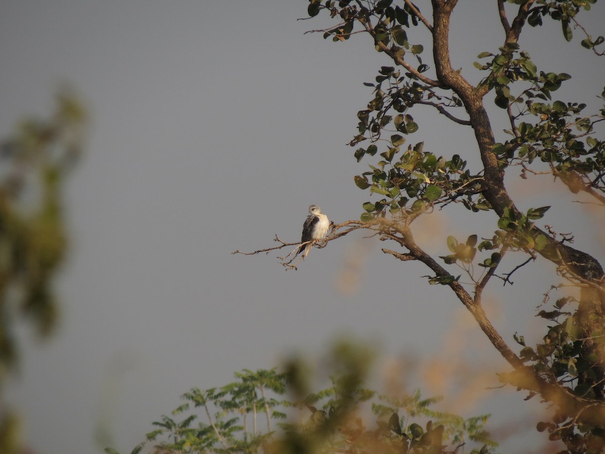 Black-winged Kite - ML611113664