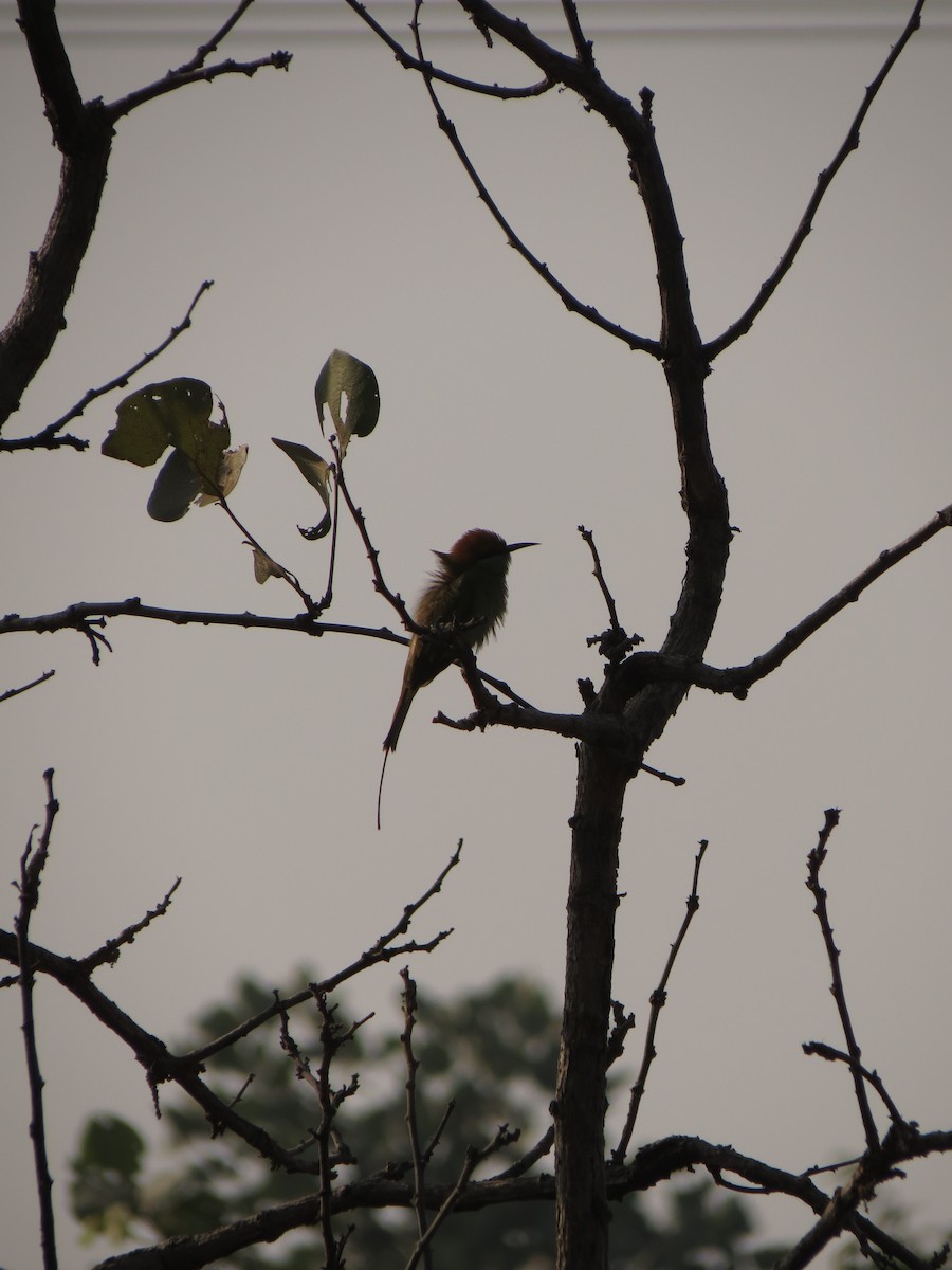 Asian Green Bee-eater - ML611113686