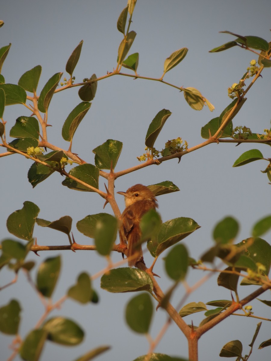Plain Prinia - ML611113705
