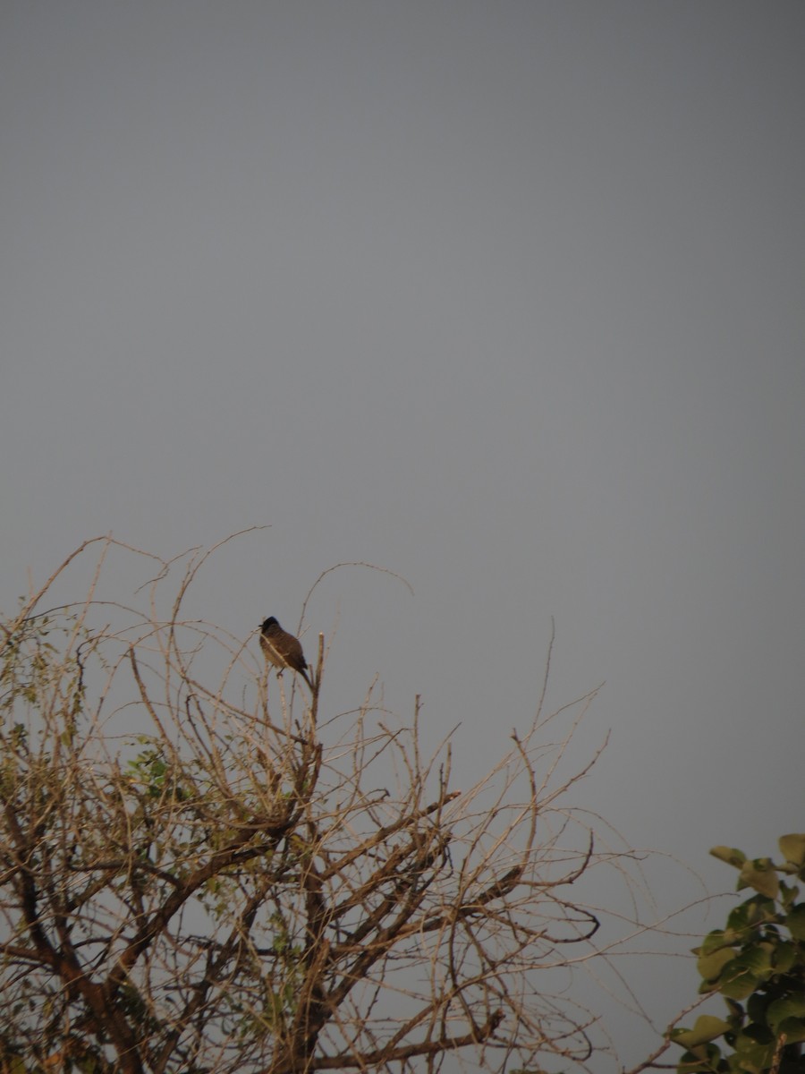 Red-vented Bulbul - ML611113707