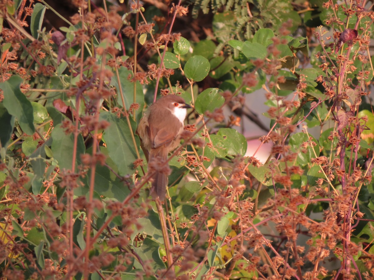 Yellow-eyed Babbler - ML611113717