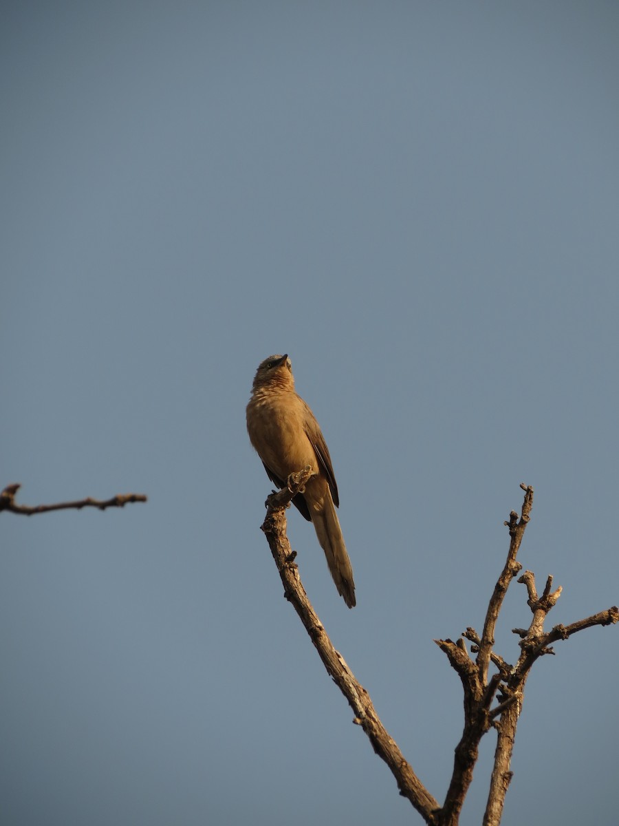 Large Gray Babbler - ML611113720