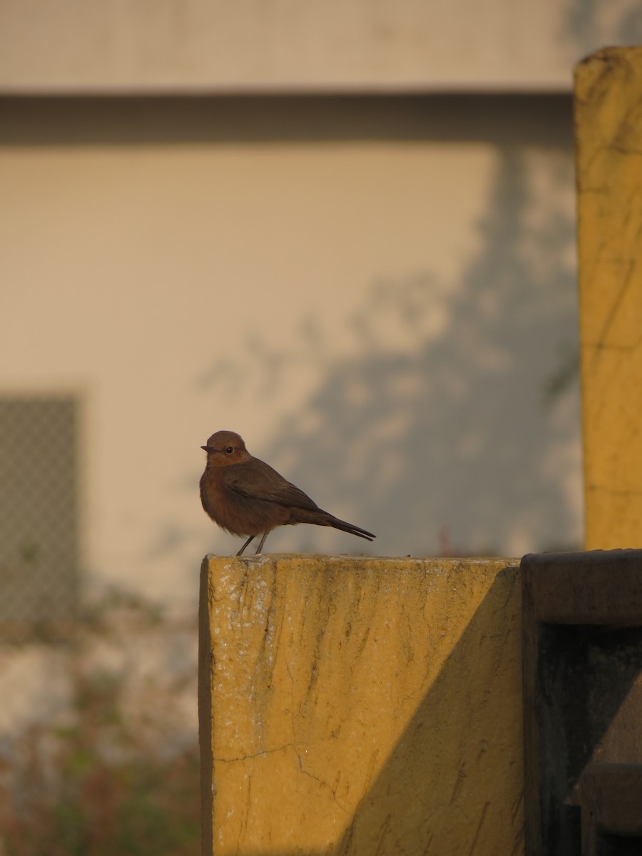 Indian Robin - ML611113723