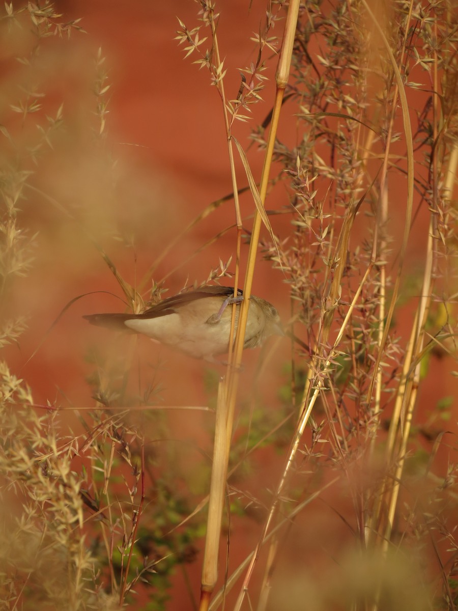 Indian Silverbill - ML611113734