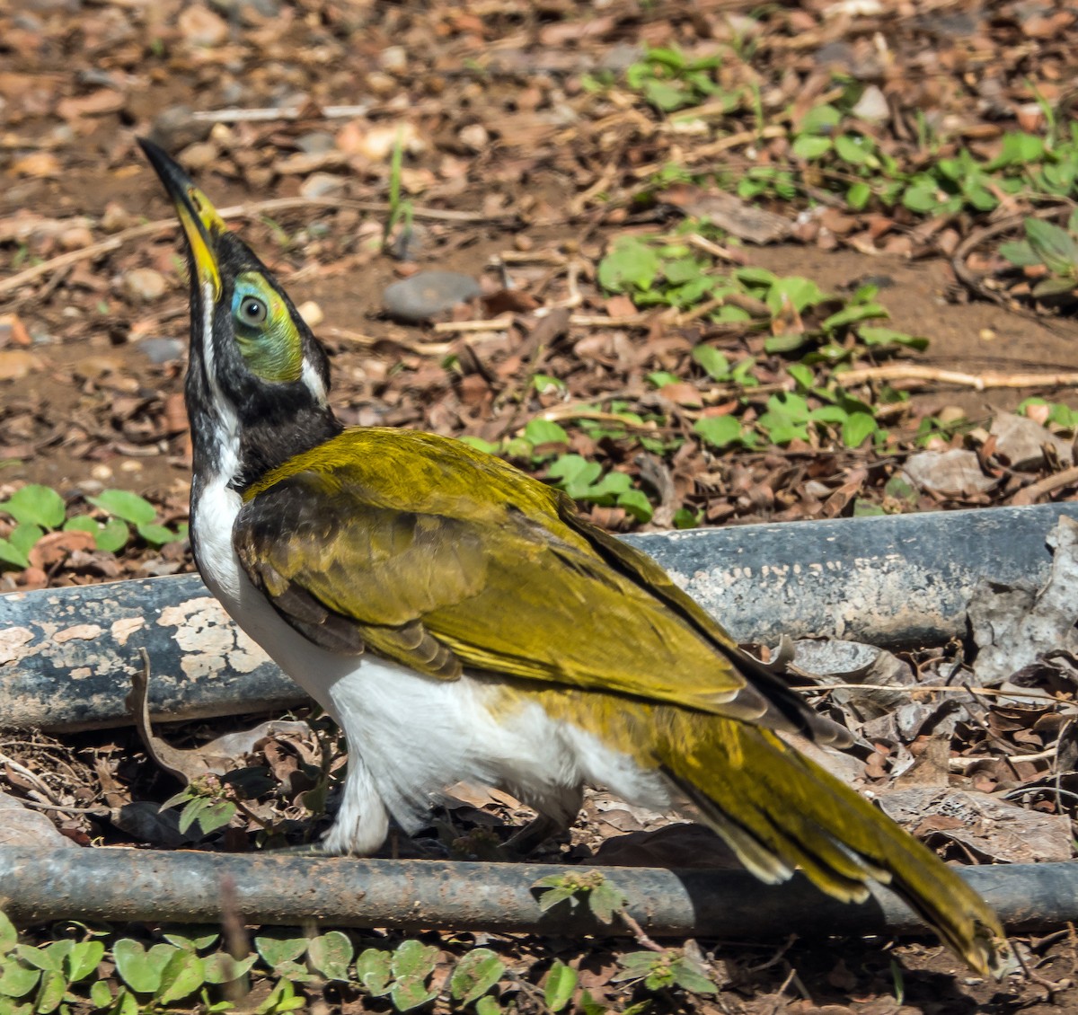 Blue-faced Honeyeater - ML611113738