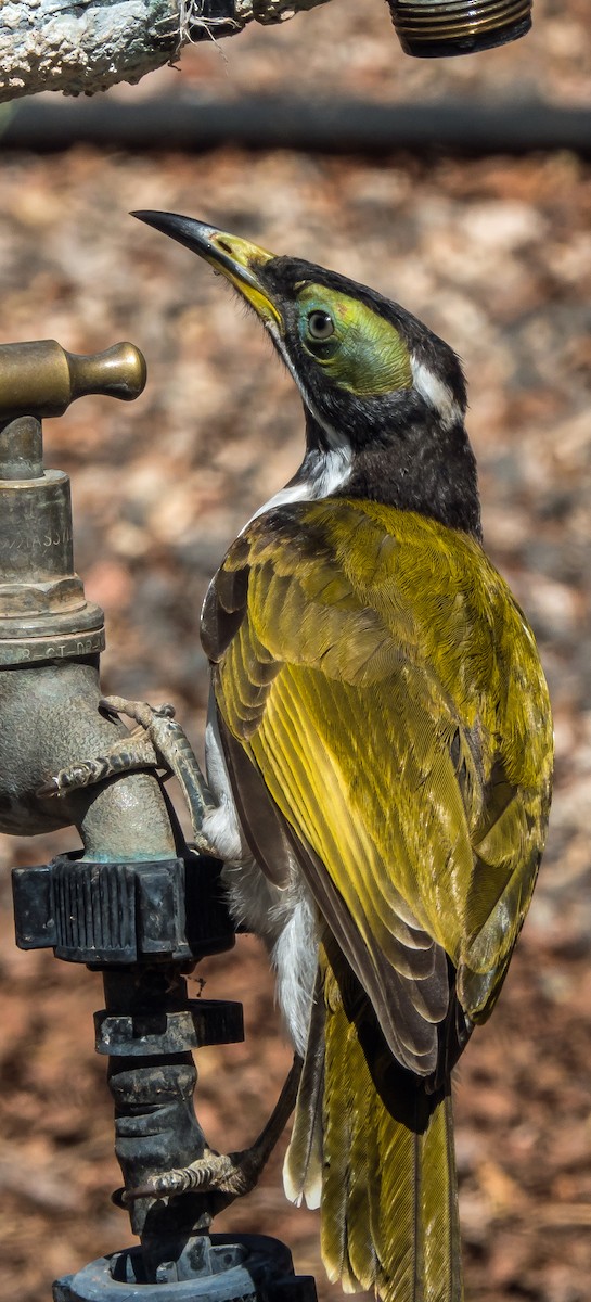 Blue-faced Honeyeater - ML611113739