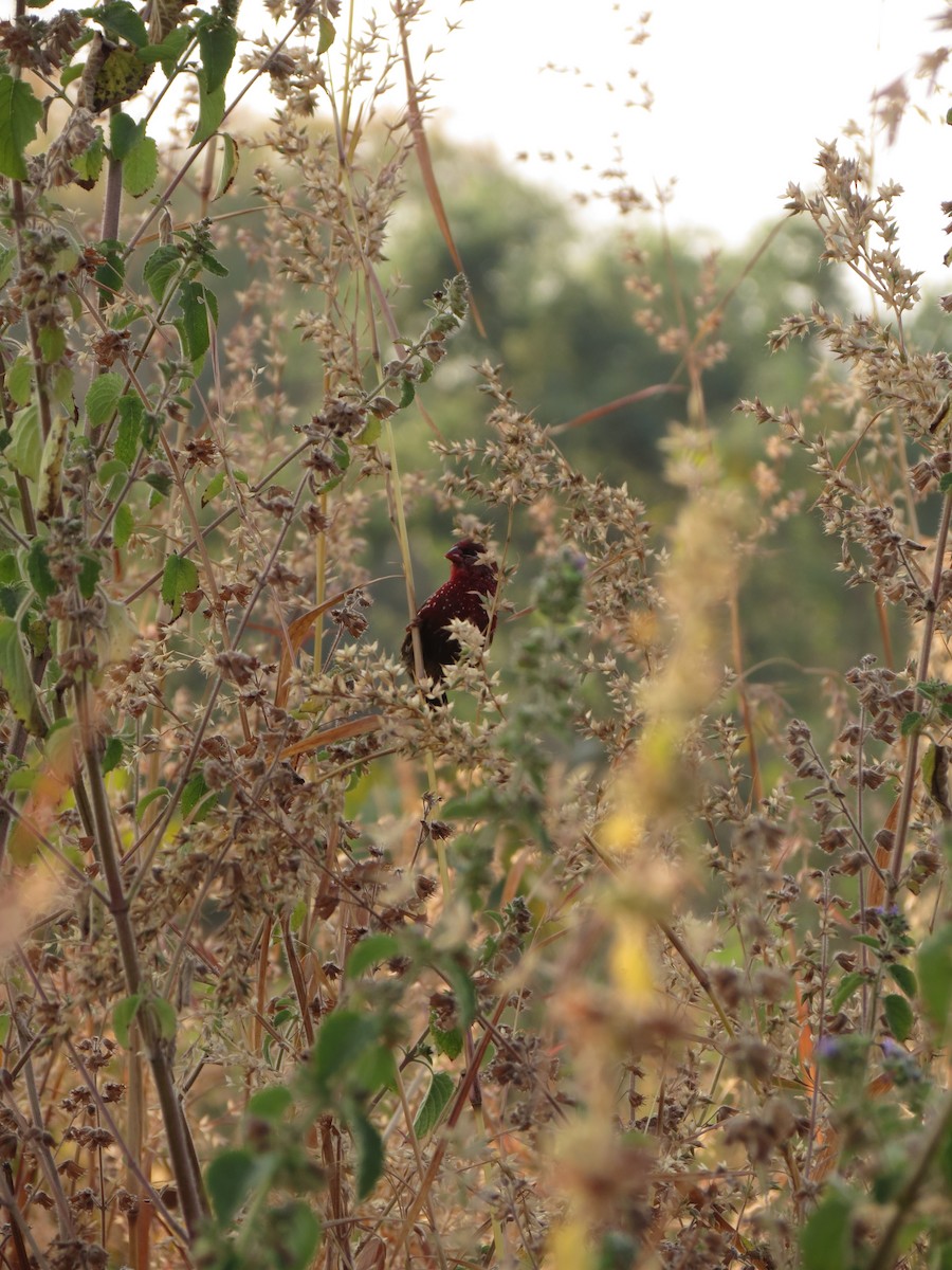 Red Avadavat - ML611113740