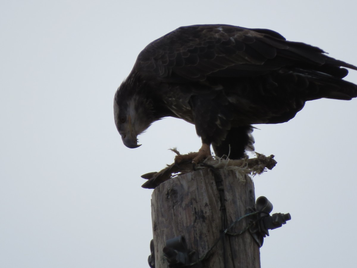 Bald Eagle - Diana Fenstermaker