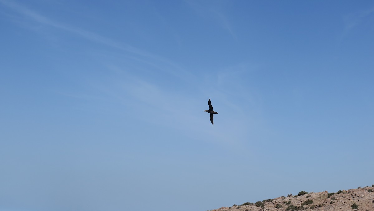 Southern Giant-Petrel - ML611113783