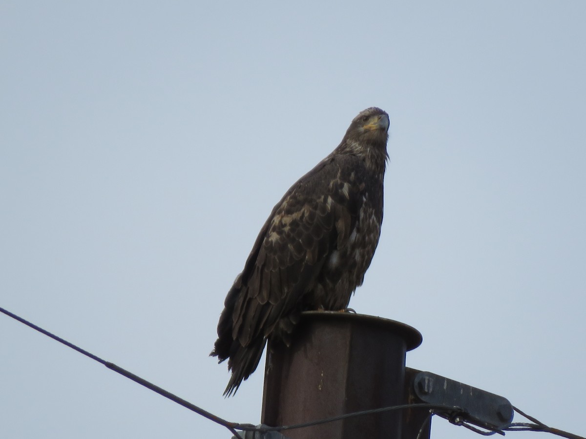 Bald Eagle - ML611113786