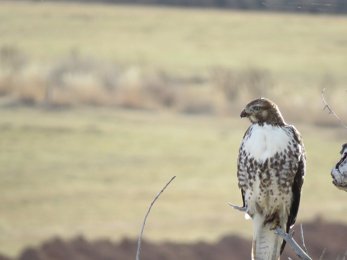 Red-tailed Hawk - ML611113789