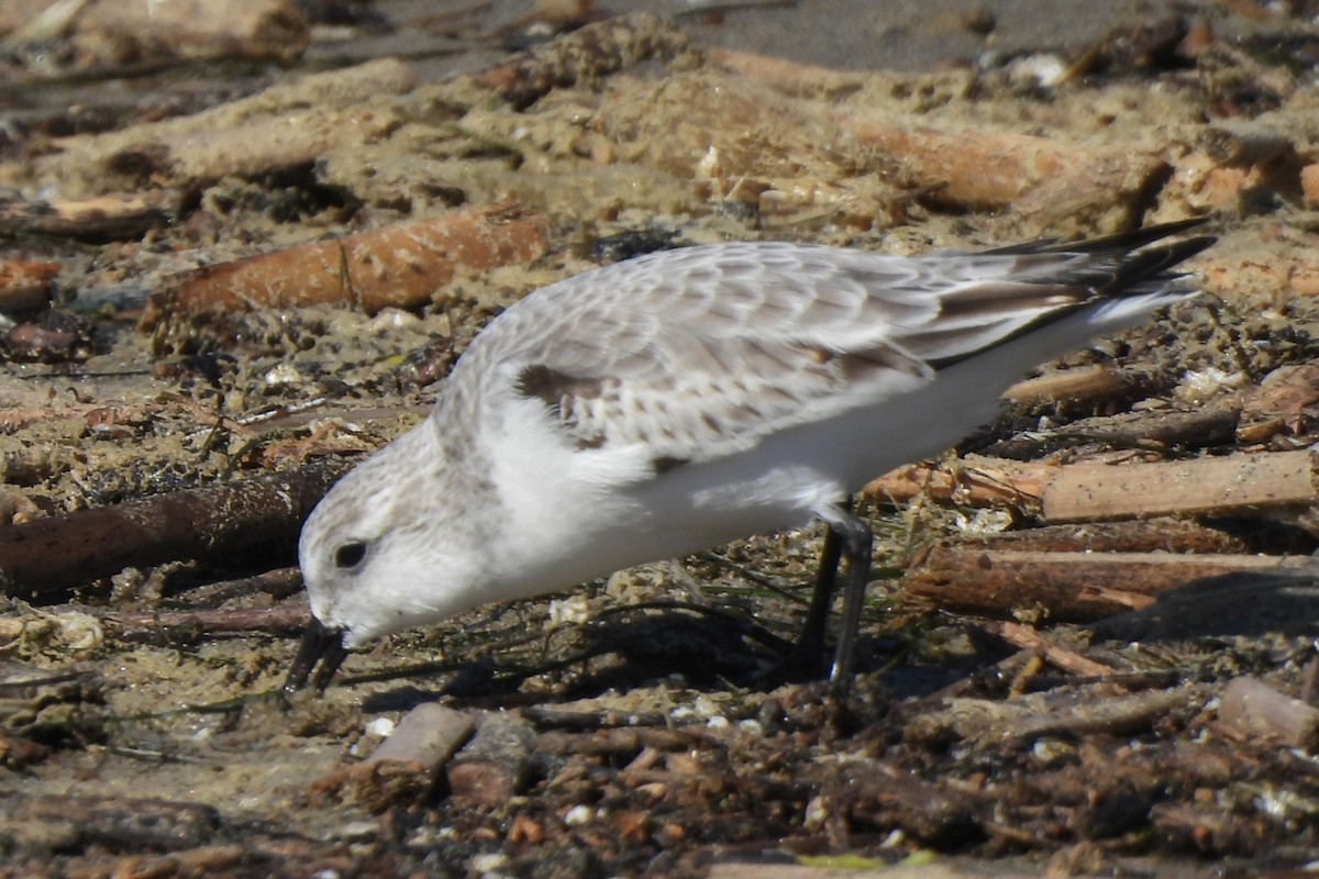 Гурвалж элсэг - ML611113803