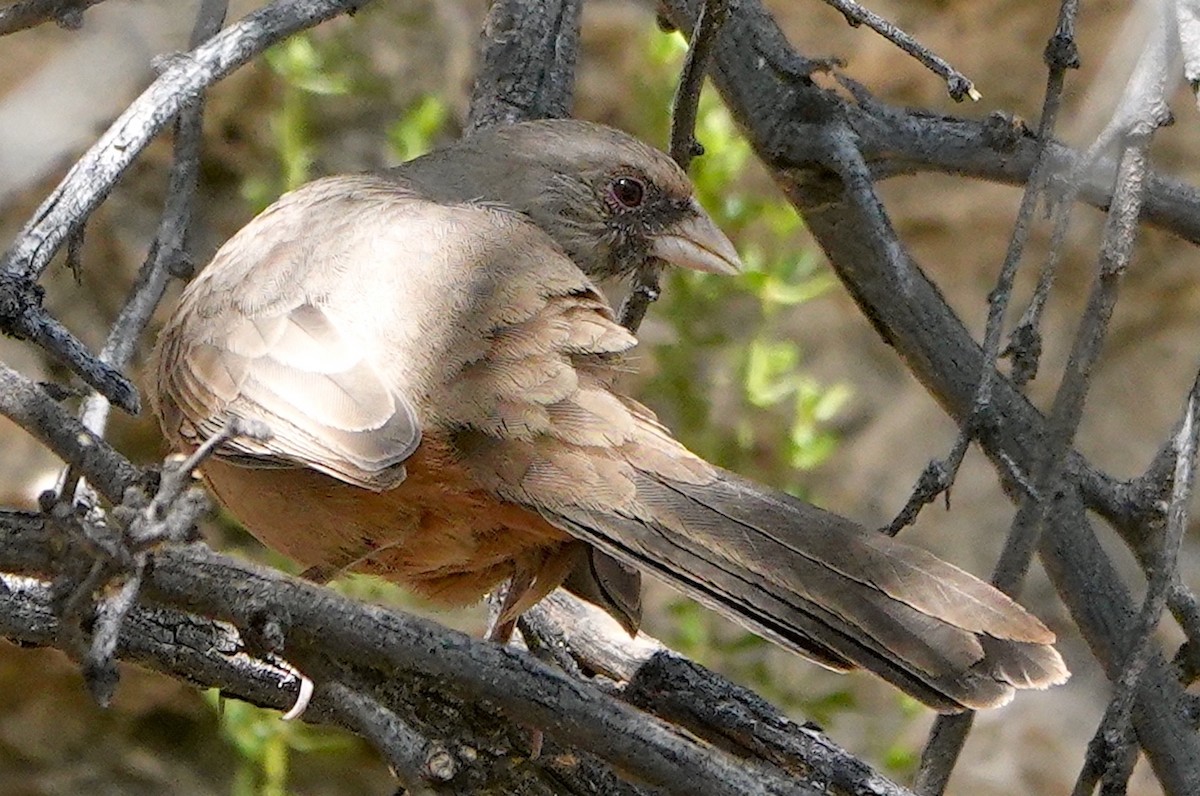 Abert's Towhee - ML611113855