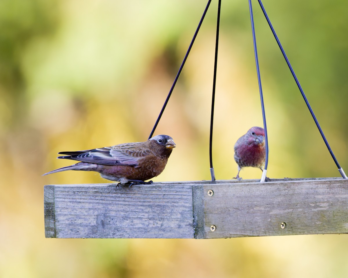 Gray-crowned Rosy-Finch - ML611113863