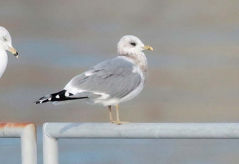 Short-billed Gull - ML611113990