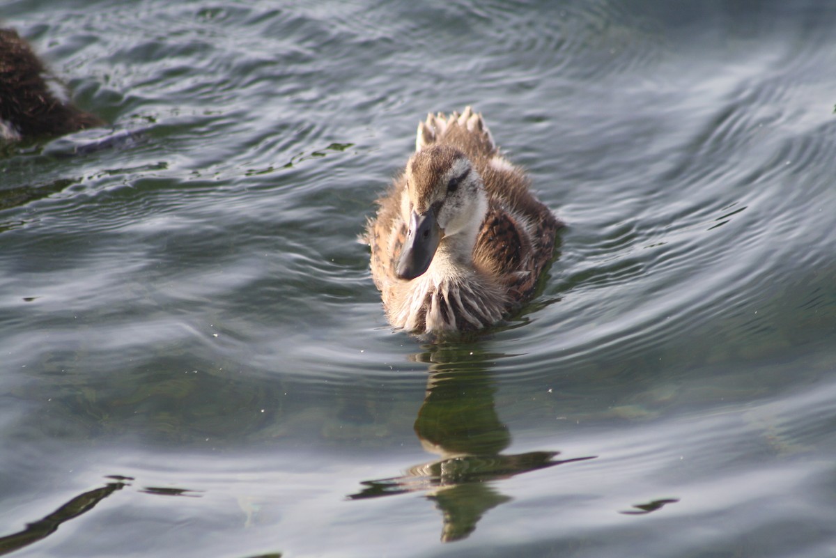 Mallard - ML611114000