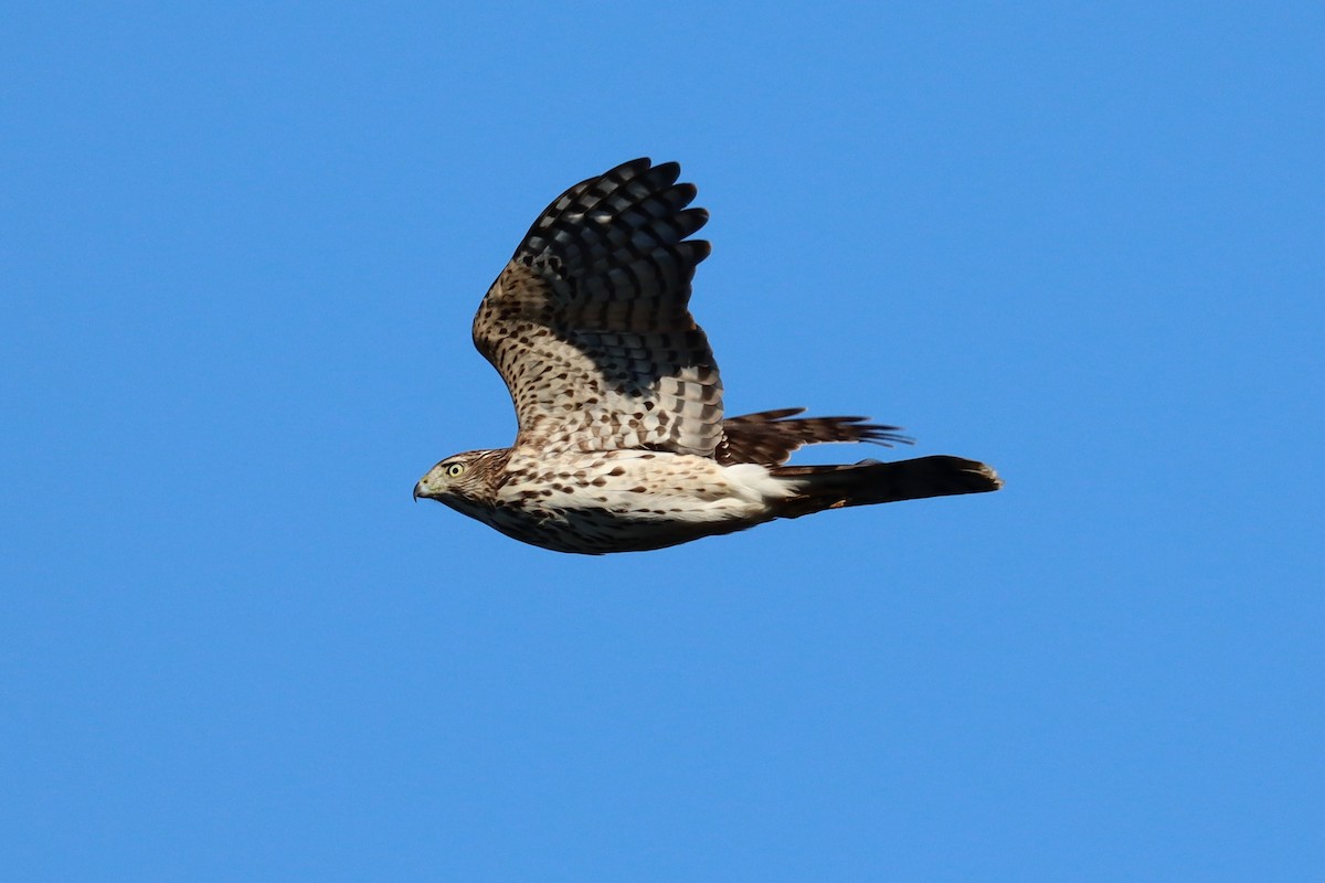 Cooper's Hawk - ML611114042