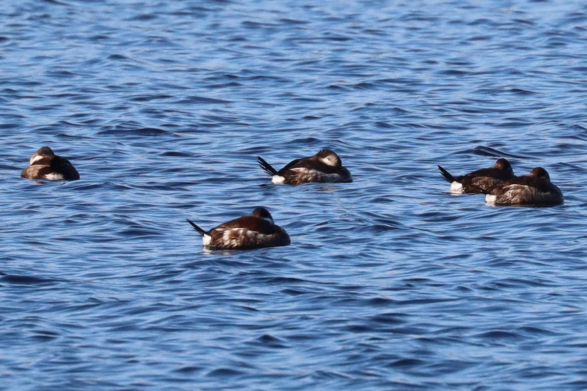 Ruddy Duck - ML611114054