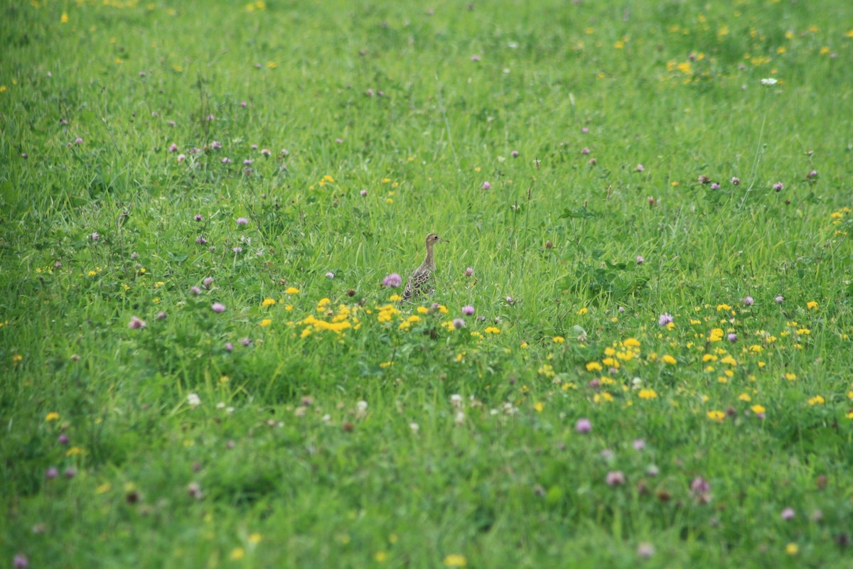 Upland Sandpiper - Greg Lawrence