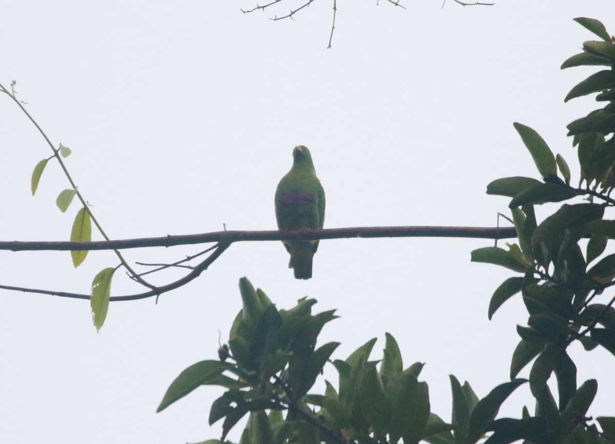 Dwarf Fruit-Dove - Yovie Jehabut