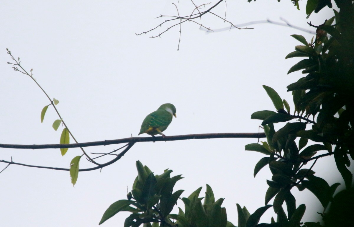 Dwarf Fruit-Dove - ML611114085