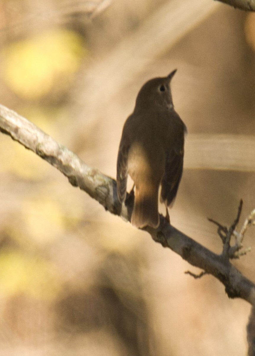 Hermit Thrush - ML611114099