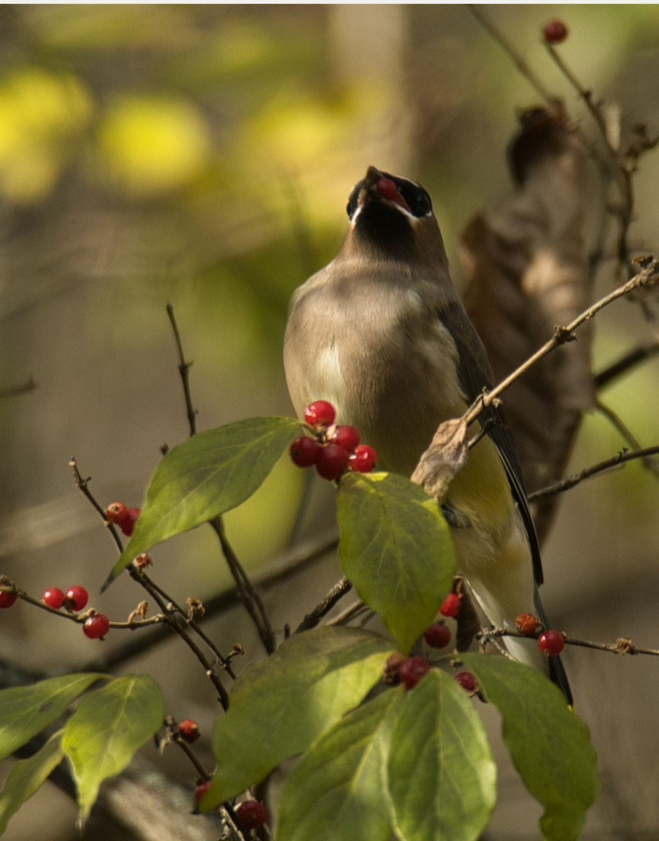 Cedar Waxwing - ML611114108