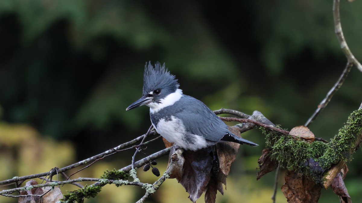 Belted Kingfisher - ML611114192