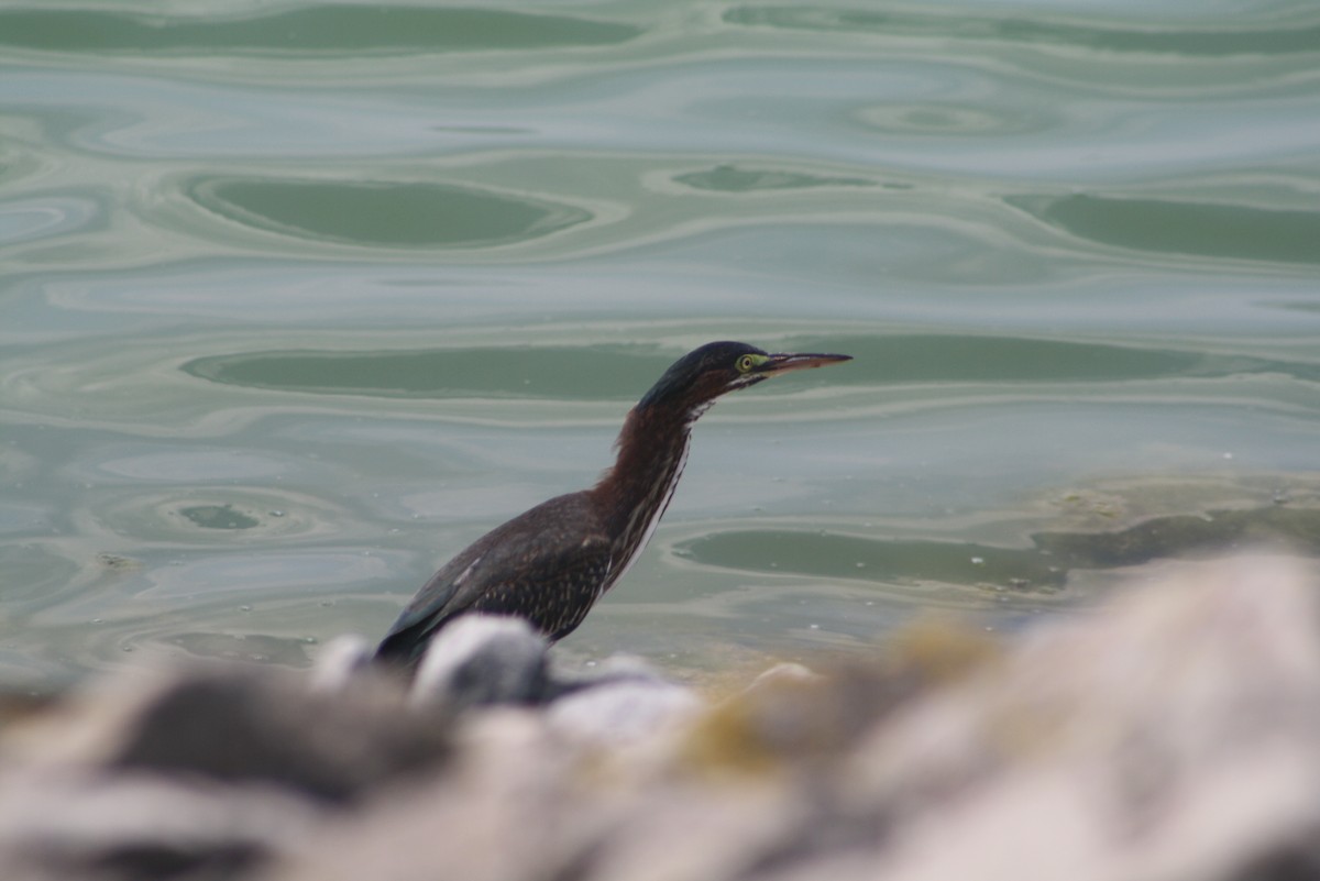 Green Heron - ML611114199