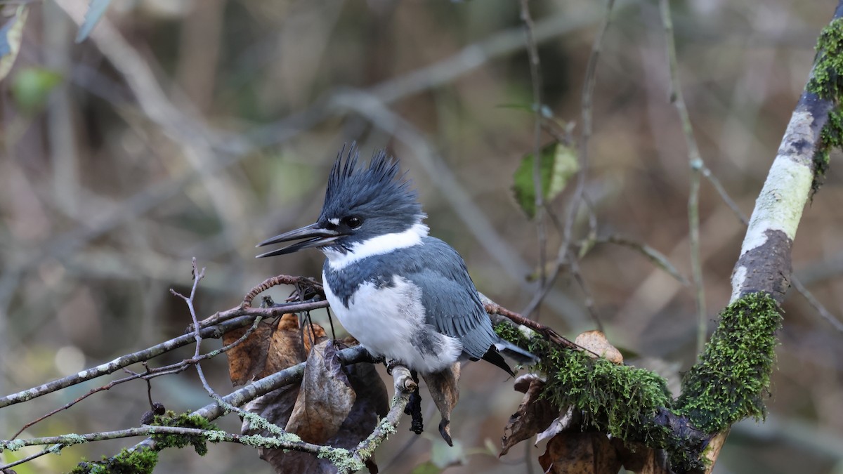 Belted Kingfisher - ML611114290