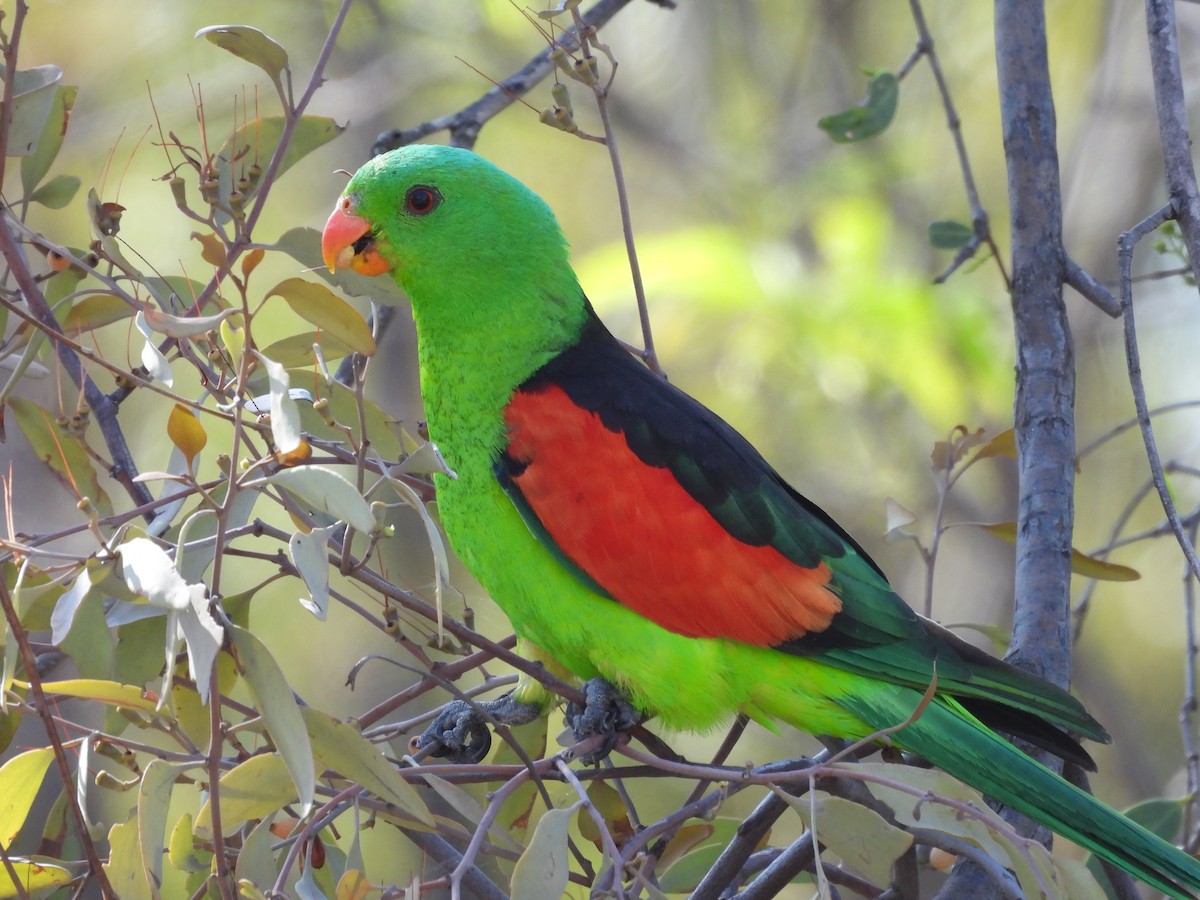 Red-winged Parrot - Michael Wu