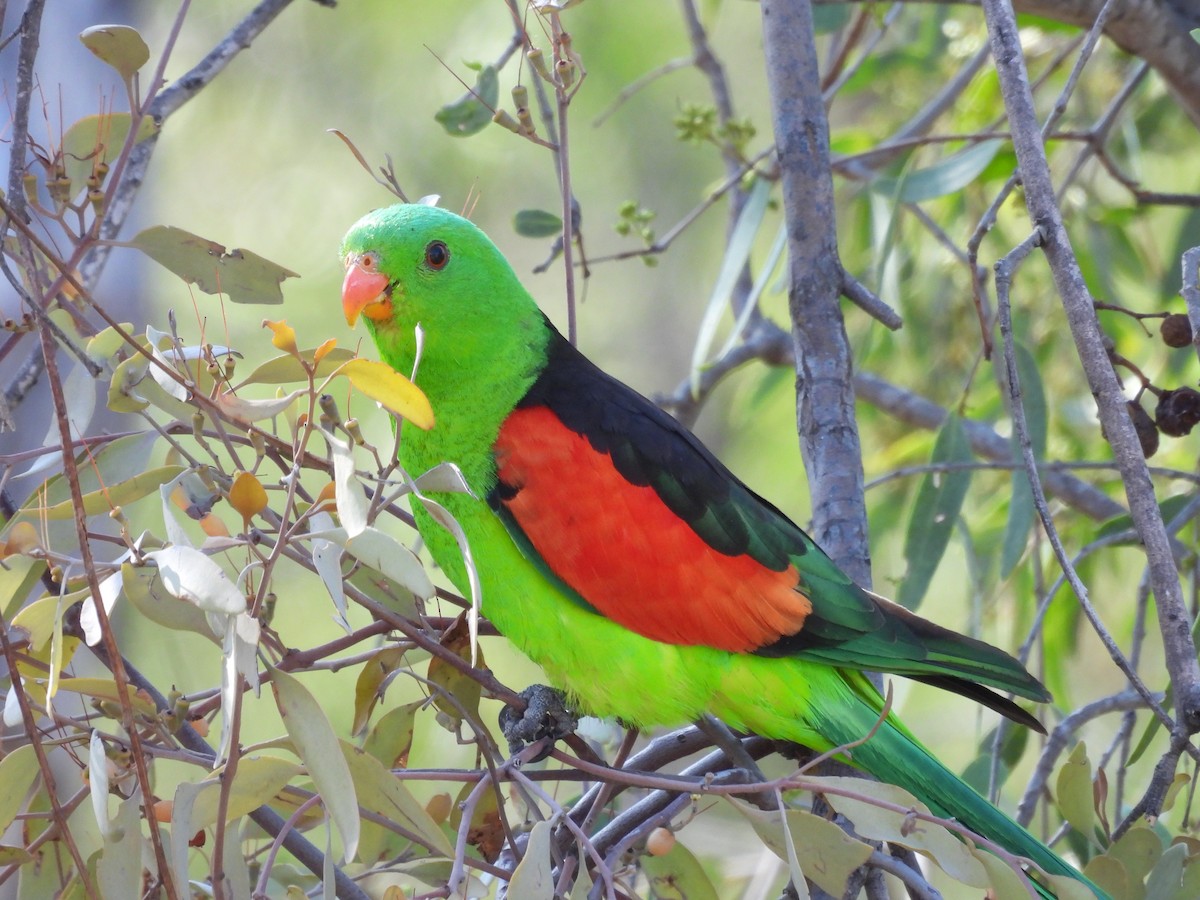 Папужець-червонокрил австралійський - ML611114297