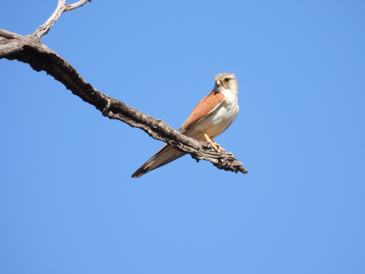 Nankeen Kestrel - ML611114353