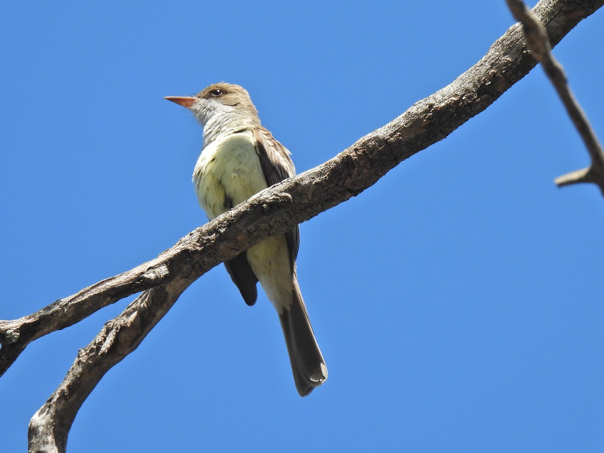 Swainson's Flycatcher - ML611114379