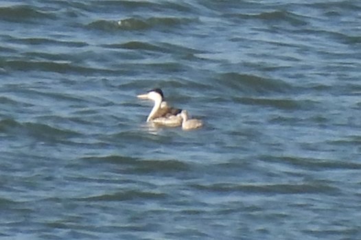 Clark's Grebe - Michael I Christie