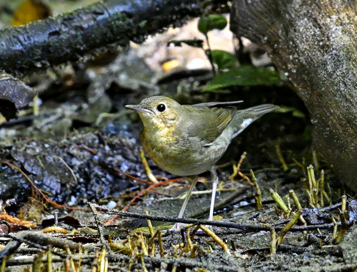 Siberian Blue Robin - ML611114445